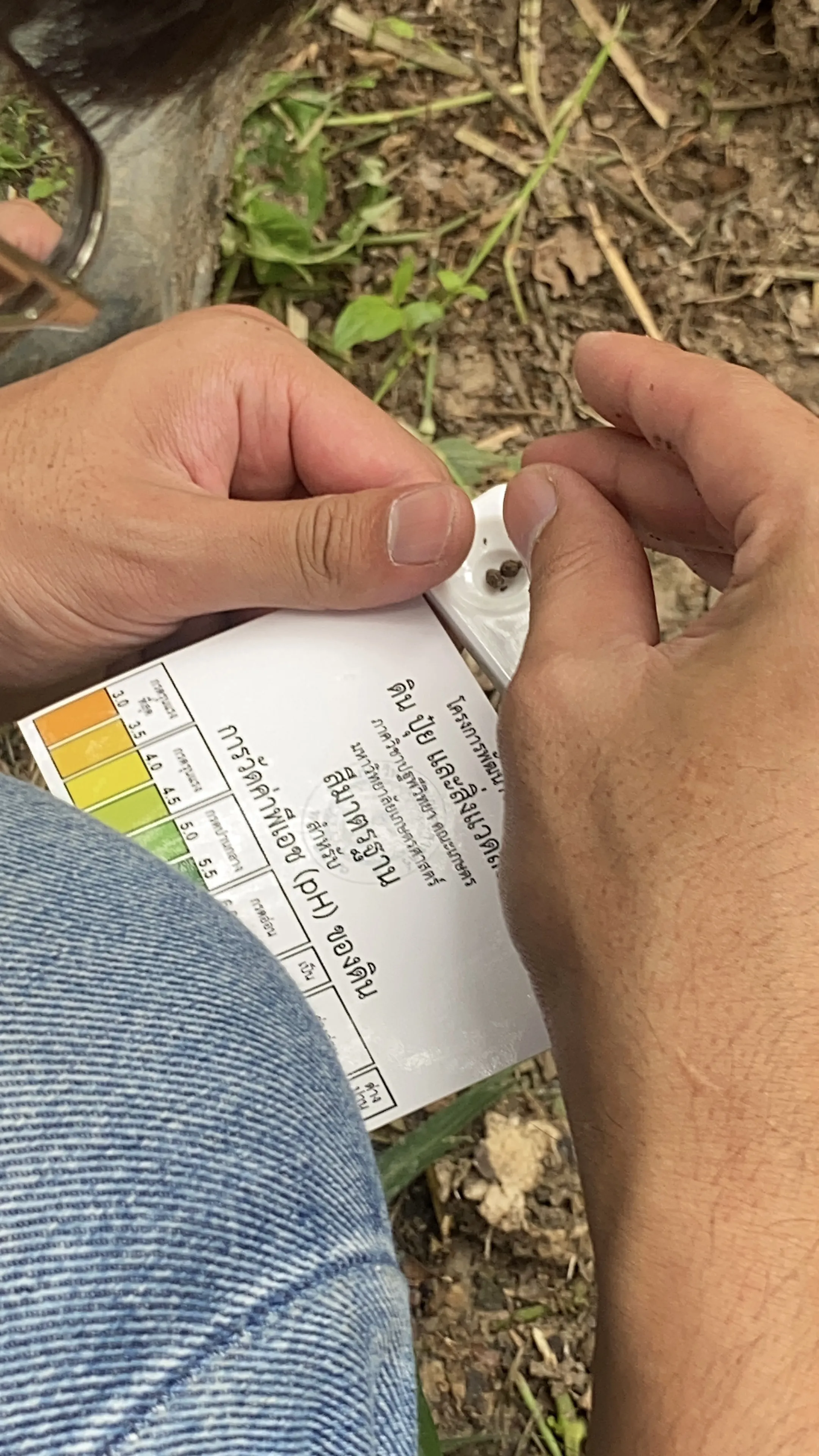  สวนกระท้อนห่อศิริพันธ์ นนทบุรี