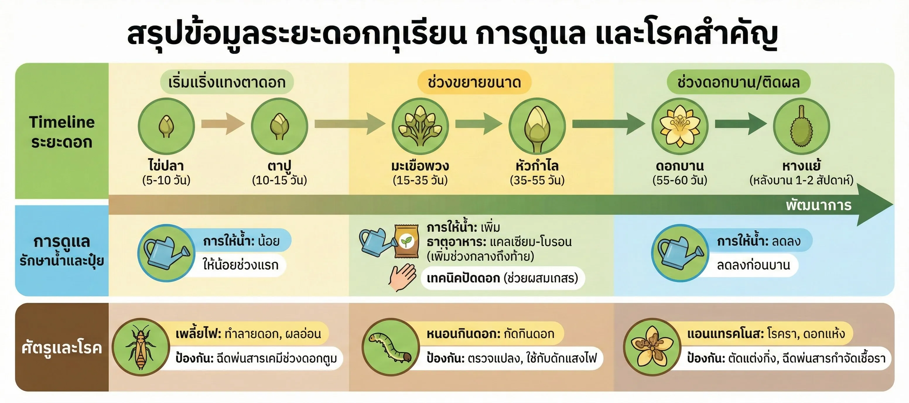  วิธีดูแล ระยะของดอกทุเรียน